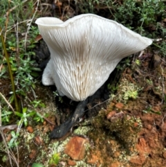 Omphalotus nidiformis at Uriarra Village, ACT - suppressed