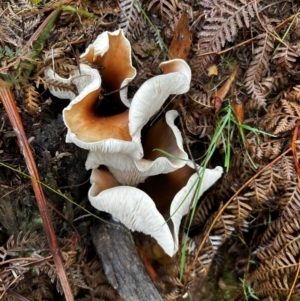 Omphalotus nidiformis at Uriarra Village, ACT - suppressed