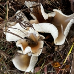 Omphalotus nidiformis at Uriarra Village, ACT - suppressed