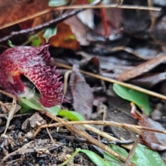 Corysanthes hispida (Bristly Helmet Orchid) at Tidbinbilla Nature Reserve - 12 May 2024 by BethanyDunne