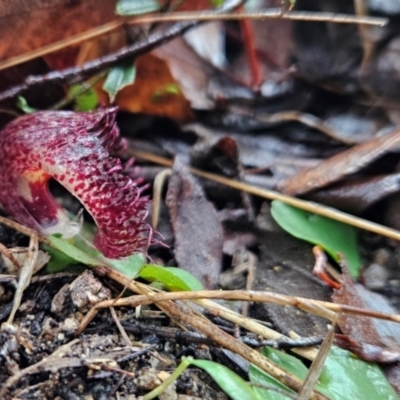 Corysanthes hispida (Bristly Helmet Orchid) at Tidbinbilla Nature Reserve - 12 May 2024 by BethanyDunne