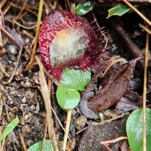 Corysanthes hispida at Tidbinbilla Nature Reserve - suppressed