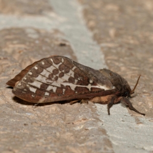 Oxycanus australis at Harrison, ACT - suppressed