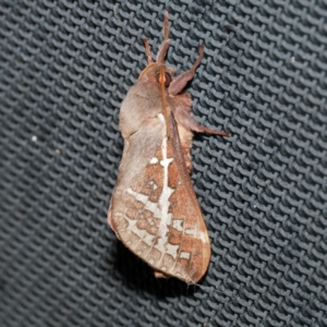 Oxycanus australis at Harrison, ACT - suppressed