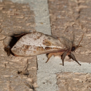 Oxycanus dirempta at Harrison, ACT - 11 May 2024 08:38 PM