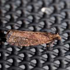 Cryptaspasma sordida (A Tortricid moth (Olethreutinae)) at Harrison, ACT - 11 May 2024 by DPRees125