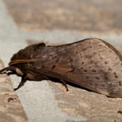 Oxycanus (genus) (Unidentified Oxycanus moths) at Harrison, ACT - 11 May 2024 by DPRees125