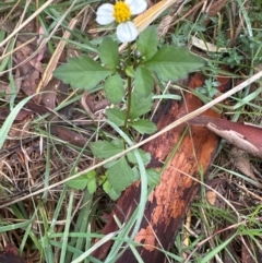 Bidens pilosa (Cobbler's Pegs, Farmer's Friend) at Yarralumla, ACT - 12 May 2024 by lbradley