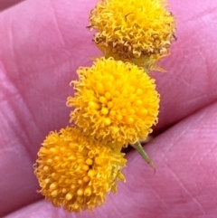 Chrysocephalum semipapposum (Clustered Everlasting) at Yarralumla, ACT - 12 May 2024 by lbradley