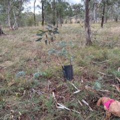 Acacia baileyana (Cootamundra Wattle, Golden Mimosa) at National Arboretum Forests - 12 May 2024 by lbradley