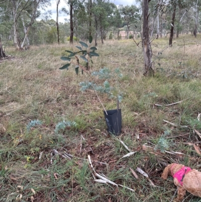 Acacia baileyana (Cootamundra Wattle, Golden Mimosa) at National Arboretum Forests - 12 May 2024 by lbradley