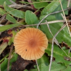 Laccaria sp. at Hall, ACT - 12 May 2024