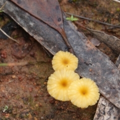 Lichenomphalia chromacea (Yellow Navel) at Hall, ACT - 12 May 2024 by Anna123