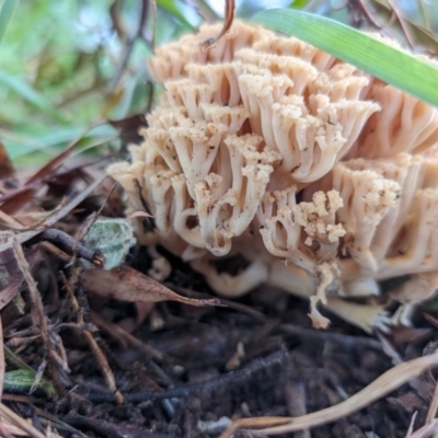 Ramaria capitata var. capitata (Pale cauliflower coral) at Giralang, ACT - 12 May 2024 by AlexGM