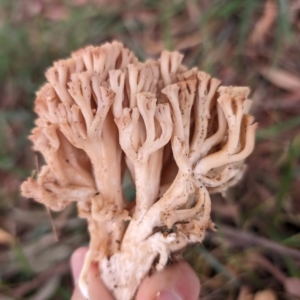 Ramaria capitata var. capitata at Giralang Wetlands - 12 May 2024