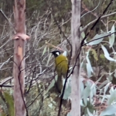 Nesoptilotis leucotis (White-eared Honeyeater) at Namadgi National Park - 11 May 2024 by JimL