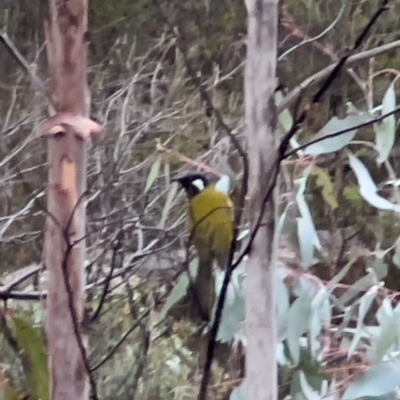 Nesoptilotis leucotis (White-eared Honeyeater) at Booth, ACT - 11 May 2024 by JimL