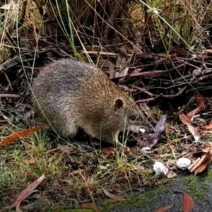 Isoodon obesulus obesulus at Tidbinbilla Nature Reserve - 12 May 2024 09:48 AM