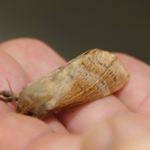 Oxycanus (genus) at Hall, ACT - 11 May 2024