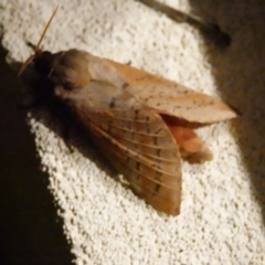 Oxycanus (genus) at Hall, ACT - 11 May 2024