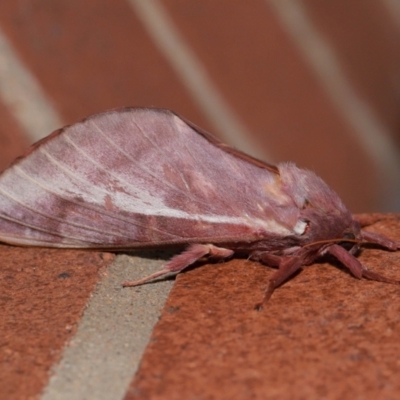 Oxycanus dirempta (Variable Oxycanus) at Acton, ACT - 12 May 2024 by TimL