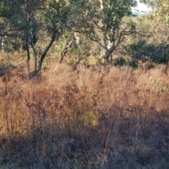 Hypericum perforatum (St John's Wort) at Mount Mugga Mugga - 12 May 2024 by Mike