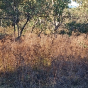 Hypericum perforatum at Mount Mugga Mugga - 12 May 2024