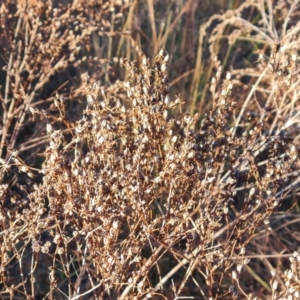 Hypericum perforatum at Mount Mugga Mugga - 12 May 2024