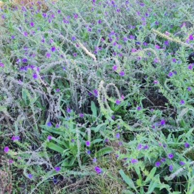 Echium plantagineum (Paterson's Curse) at Mount Mugga Mugga - 12 May 2024 by Mike