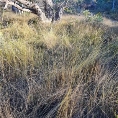 Setaria parviflora (Slender Pigeon Grass) at Symonston, ACT - 12 May 2024 by Mike