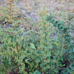 Cheilanthes sieberi subsp. sieberi (Mulga Rock Fern) at Mount Mugga Mugga - 12 May 2024 by Mike