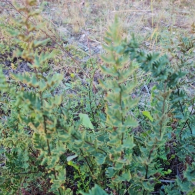 Cheilanthes sieberi subsp. sieberi (Narrow Rock Fern) at Symonston, ACT - 12 May 2024 by Mike