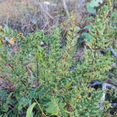 Cheilanthes sieberi subsp. sieberi at Mount Mugga Mugga - 12 May 2024 03:33 PM