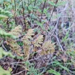 Cheilanthes sieberi subsp. sieberi at Mount Mugga Mugga - 12 May 2024 03:33 PM