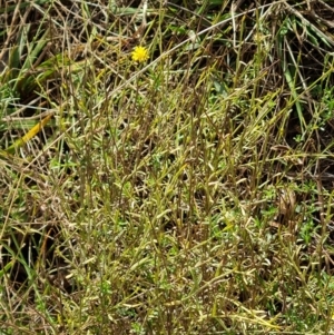 Calotis lappulacea at Mount Mugga Mugga - 12 May 2024 03:27 PM