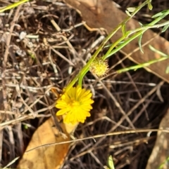 Calotis lappulacea at Mount Mugga Mugga - 12 May 2024 03:27 PM