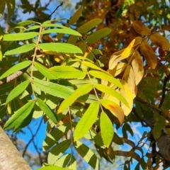 Sorbus domestica (Service Tree) at Symonston, ACT - 12 May 2024 by Mike