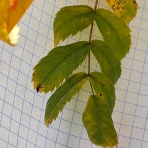 Sorbus domestica at Isaacs Ridge and Nearby - 12 May 2024 02:53 PM