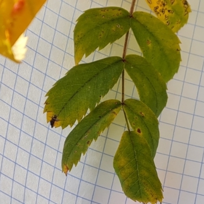 Sorbus domestica (Service Tree) at Isaacs, ACT - 12 May 2024 by Mike