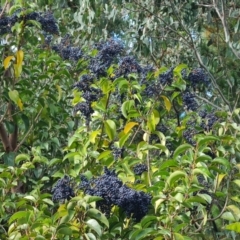 Ligustrum lucidum (Large-leaved Privet) at Isaacs Ridge - 12 May 2024 by Mike