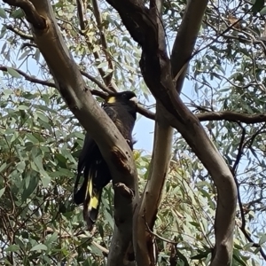 Zanda funerea at Isaacs Ridge and Nearby - 12 May 2024 02:34 PM