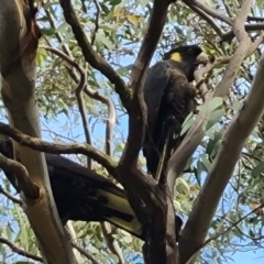 Zanda funerea at Isaacs Ridge and Nearby - 12 May 2024 02:34 PM