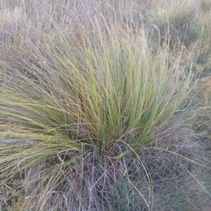 Carex appressa at Symonston, ACT - 12 May 2024