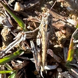 Austroicetes pusilla at Aranda, ACT - 12 May 2024