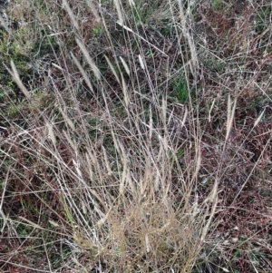 Setaria sp. at Jerrabomberra Grassland - 12 May 2024