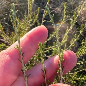 Cassinia sifton at Yarralumla, ACT - 12 May 2024 04:25 PM