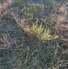 Cassinia sifton at Yarralumla, ACT - 12 May 2024 04:25 PM