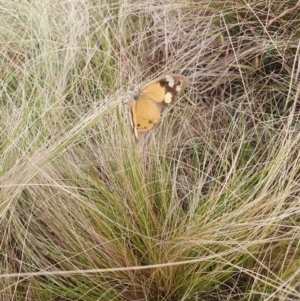 Heteronympha merope at QPRC LGA - 12 May 2024 12:30 PM