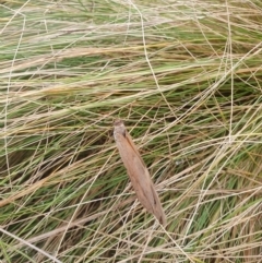 Heteronympha merope at QPRC LGA - 12 May 2024 12:30 PM