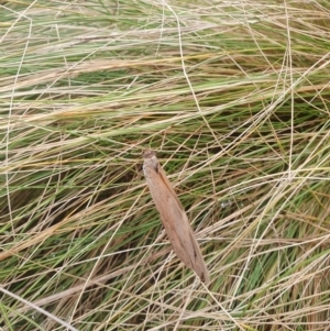 Heteronympha merope at QPRC LGA - 12 May 2024 12:30 PM